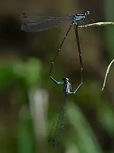 Mating pair