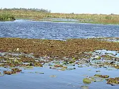 One of many rather shallow lagoons within the reserve