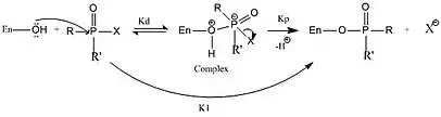  In this figure ChE is represented by En-OH, in which the OH is the hydroxygroup from the serine residue. R and R′ represent the different groups that can be attached to the phosphorus and X is the leaving group. Kd is the dissociation constant between the enzyme-inhibitor complex and reactants, kp is the phosphorylation constant and ki is the bimolecular rate constant for inhibition