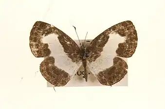 Female, upperside -museum specimens from Malaya