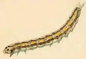 Larva