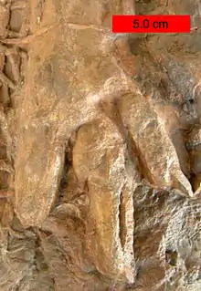 Eubrontes, a dinosaur footprint in the Lower Jurassic Moenave Formation at the St. George Dinosaur Discovery Site at Johnson Farm, southwestern Utah.