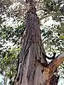 Trunk bark