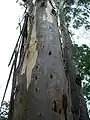 Cabbage gum, bark