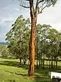 Eucalyptus caliginosa that was struck by lightning, Walcha