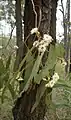 flowers and buds