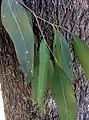 bark and leaves