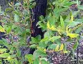 Coppice leaves after fire in Ku-ring-gai Chase National Park