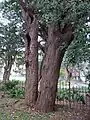 Remnant tree at St. Johns Church, Glebe