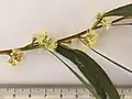 Inflorescence