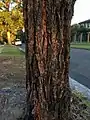 Trunk bark