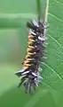 Late instar