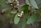 Foliage and bell-like flowers