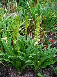 Eucomis comosa