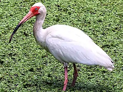 American white ibis by the boardwalk