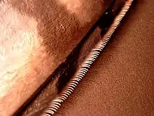 A close-up of a very small segment of a feather, showing a straight row of narrow, pale hooks projecting from a fuzzy-looking tan feather