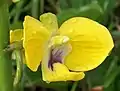 Close-up of a flower