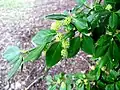 Flowers on a mature vine