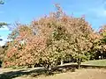 Euonymus hamiltonianus trees