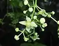 Flowers and unripe fruit