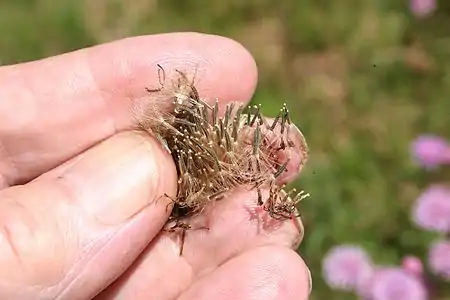 Cypselae or achene-like fruits/seeds