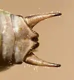 Male, detail on cerci