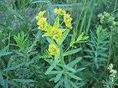 Leafy spurgeEuphorbia esula