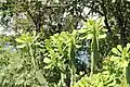 Euphorbia royleana in leaf.