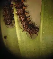 Late instar Euphydryas editha taylori larva eating a Plantago lanceolata leaf, from which it sequesters defensive compounds known as iridoid glycosides.