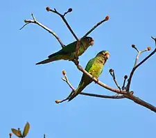 Two birds in Costa Rica