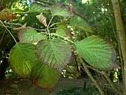 Older leaves