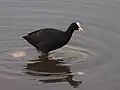 Eurasian Coot