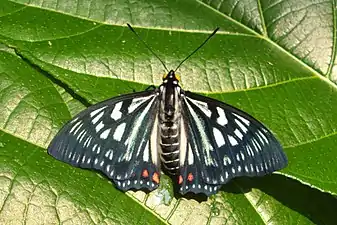 Dorsal view