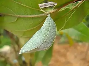 Pupa