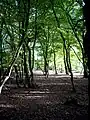 Hornbeam coppice, Pond Wood, Essex