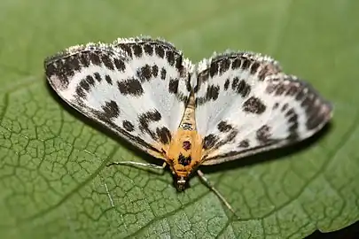 imago