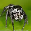 Male chelicerae