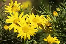 Euryops brownei, Kenya