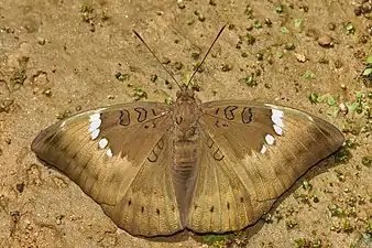 Dorsal view (female)