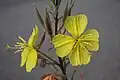 Oenothera elata flowers, Eastern Sierra, CA