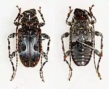 Two male Exalphus biannulatus beetles, the one on the left is on its front, the one on the right is on its back