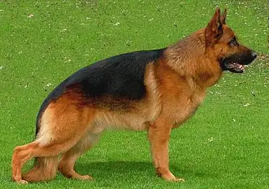 German Shepherd (line of the back).