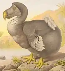 Painting of a dodo