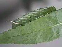 When the eyed hawkmoth caterpillar is turned upright, as here, its countershading adds to the shading caused by sunlight, rather than "painting it out", so its body appears strongly rounded in this position.