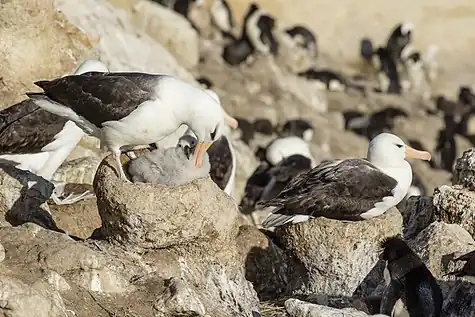 Black-browed albatross preening its chick (New Island, Falkland Islands). Albatrosses brood young chicks until they are large enough to thermoregulate.