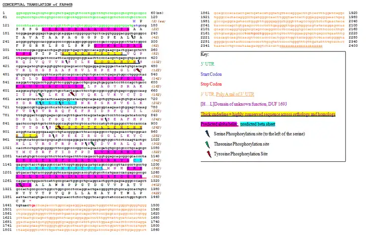 Conceptual translation and key for FAM46B