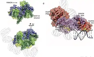 FANCM crystal structures