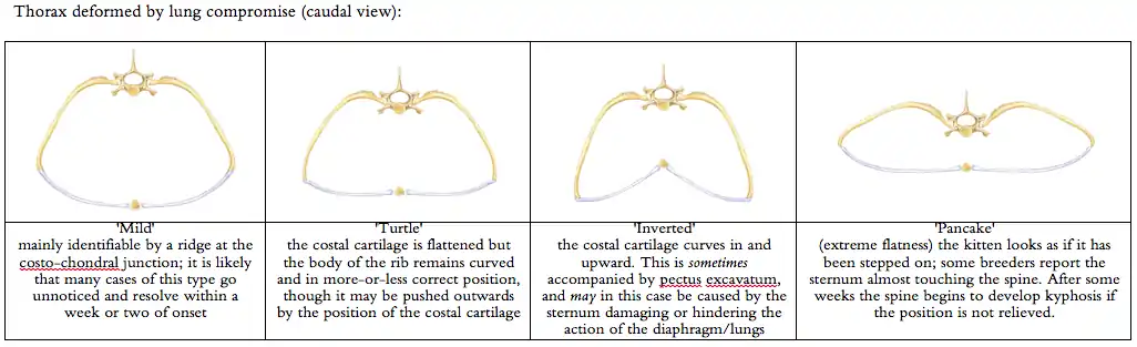 Diagram of thoracic deformities of flat chested kitten