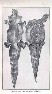 FMIB 33999 Alligator Skins.jpeg