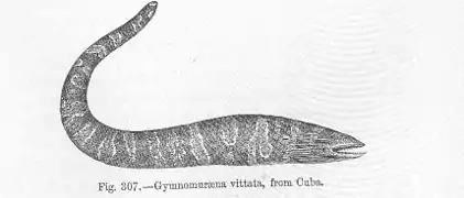 Channomuraena vittata